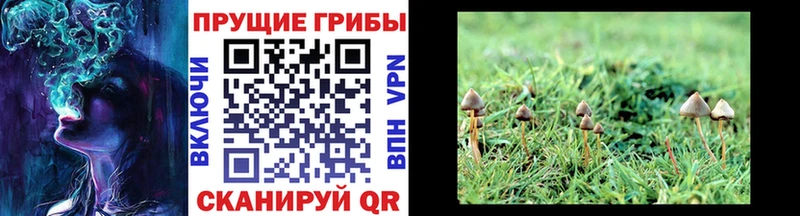 Псилоцибиновые грибы Psilocybe  купить наркоту  МЕГА вход  Малмыж 